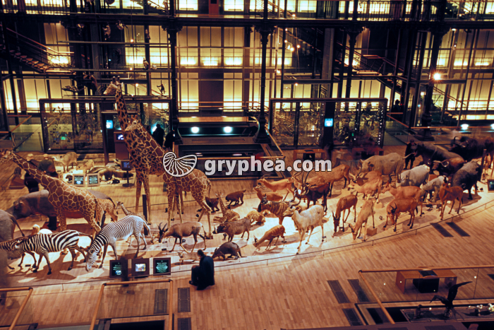 Galerie du Museum d'Histoire Naturelle de Paris - gryphea.org